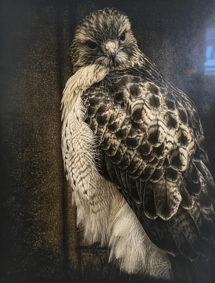 Portrait of the Red-Tailed Hawk